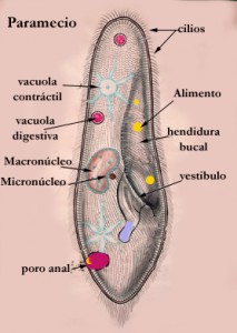 Ejemplos de organismos unicelulares