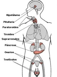 Ejemplos de glandulas endocrinas