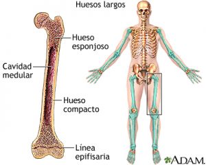 Ejemplos de huesos largos