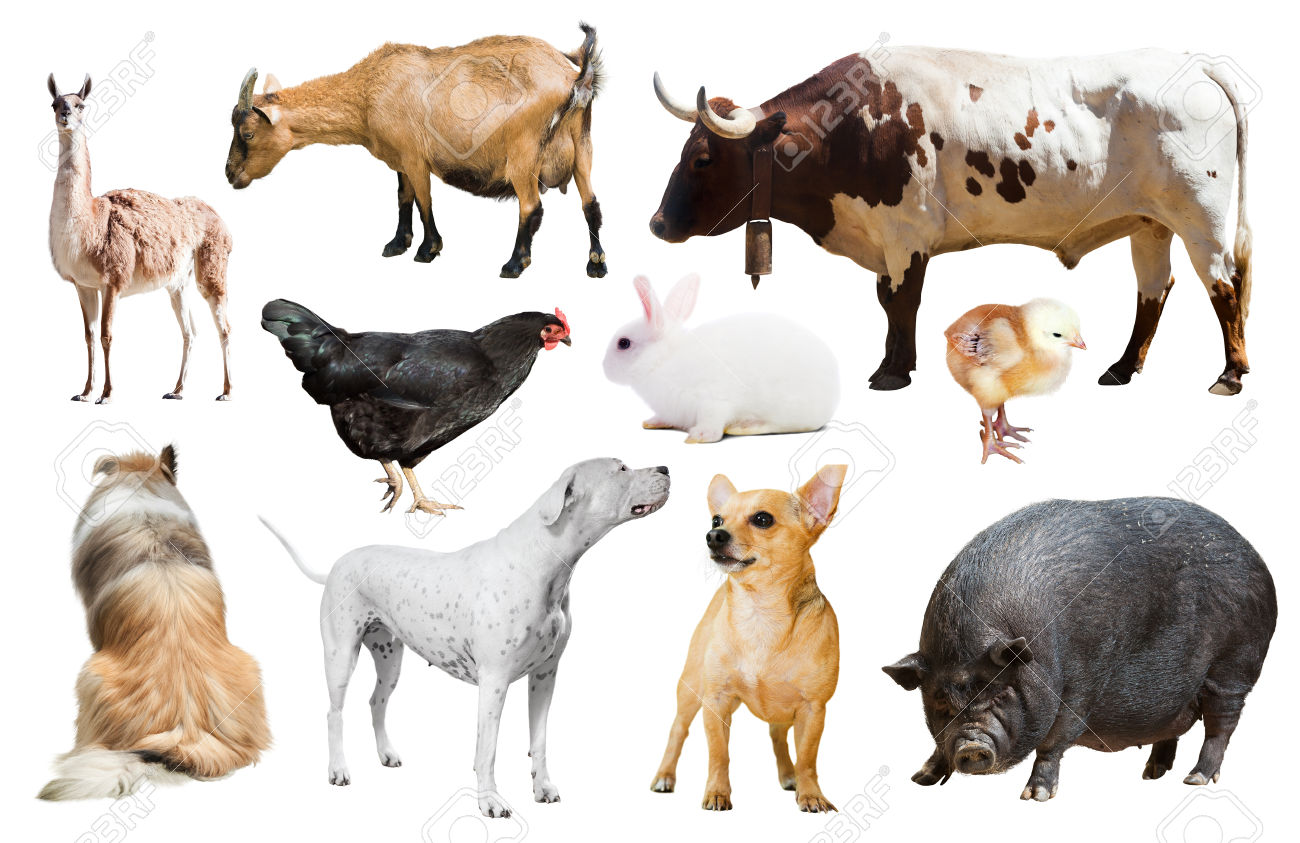 Ejemplos de Animales de Granja