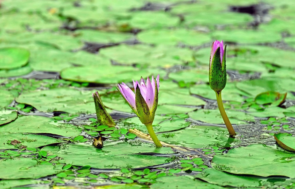 Ejemplos De Plantas Acuaticas